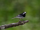 Grey Wagtail - Pliszka Siwa